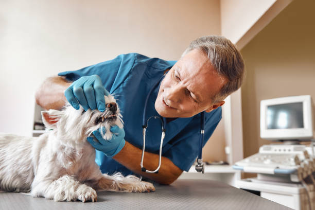 Best Emergency Treatment for Dental Infections or Abscesses in Galveston, IN